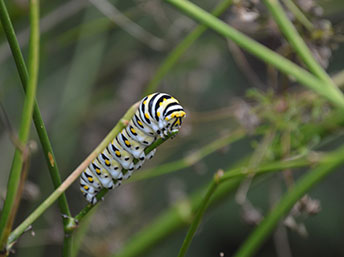 Black swallowtail caterpillar on fennel
