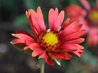 Indian blanket flower