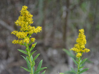 Yellow goldenrod blooms in fall