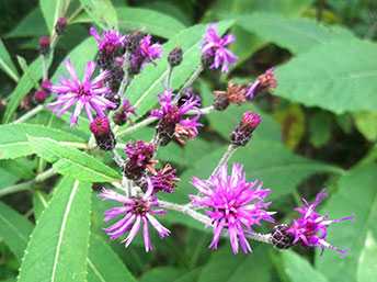 Purple ironweed flowers provide nectar for butterflies