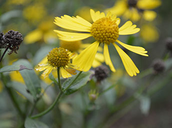 Yellow flowers of Native sneezeweed, a fall-blooming perennial