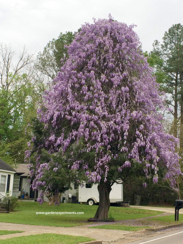 Eastern red cedar tree covered in the purple hanging flowers of wisteria