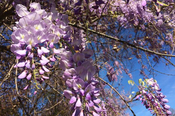 Chinese wisteria (Wisteria sinensis)