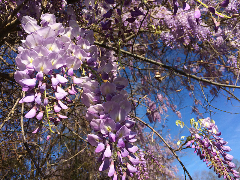 Chinese wisteria (Wisteria sinensis)