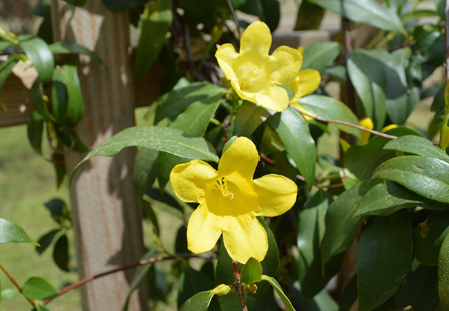 Scented vines like Carolina jasmine are a great addition to your garden