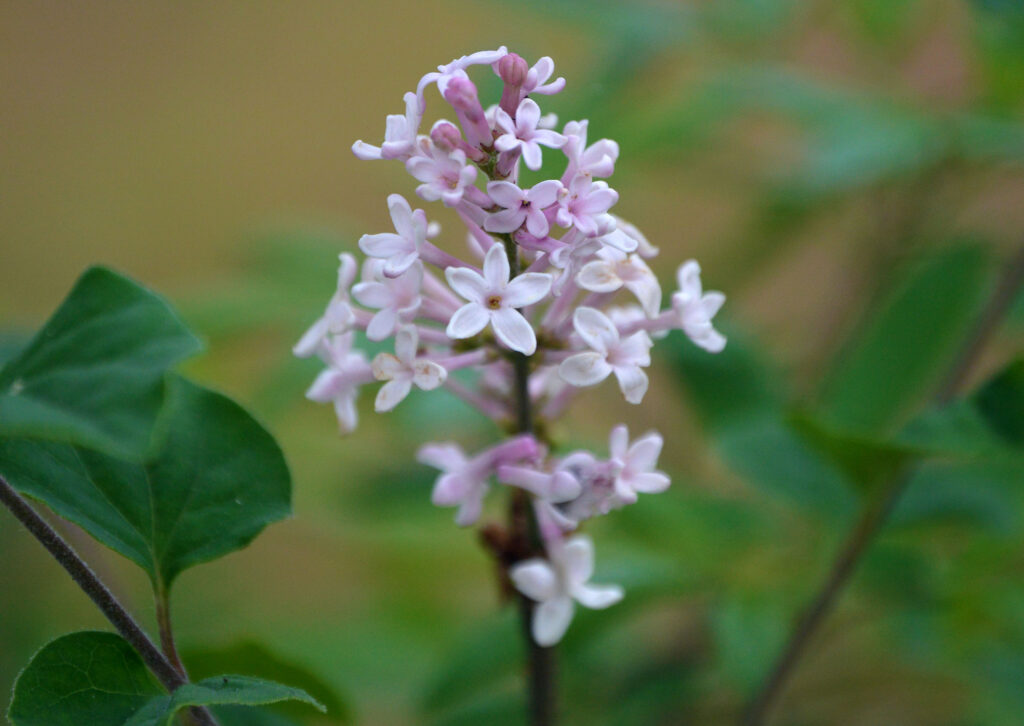 Lilacs are perfect for a scent garden