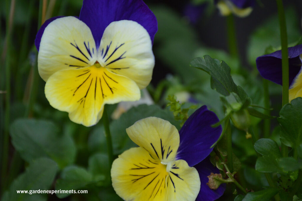 Pansies (Viola spp) have a faintly sweet scent