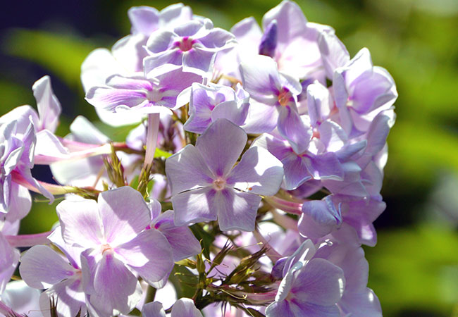 Add tall garden phlox to your scent garden
