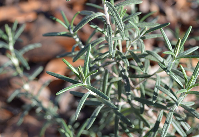 The herb rosemary fits in a scent garden