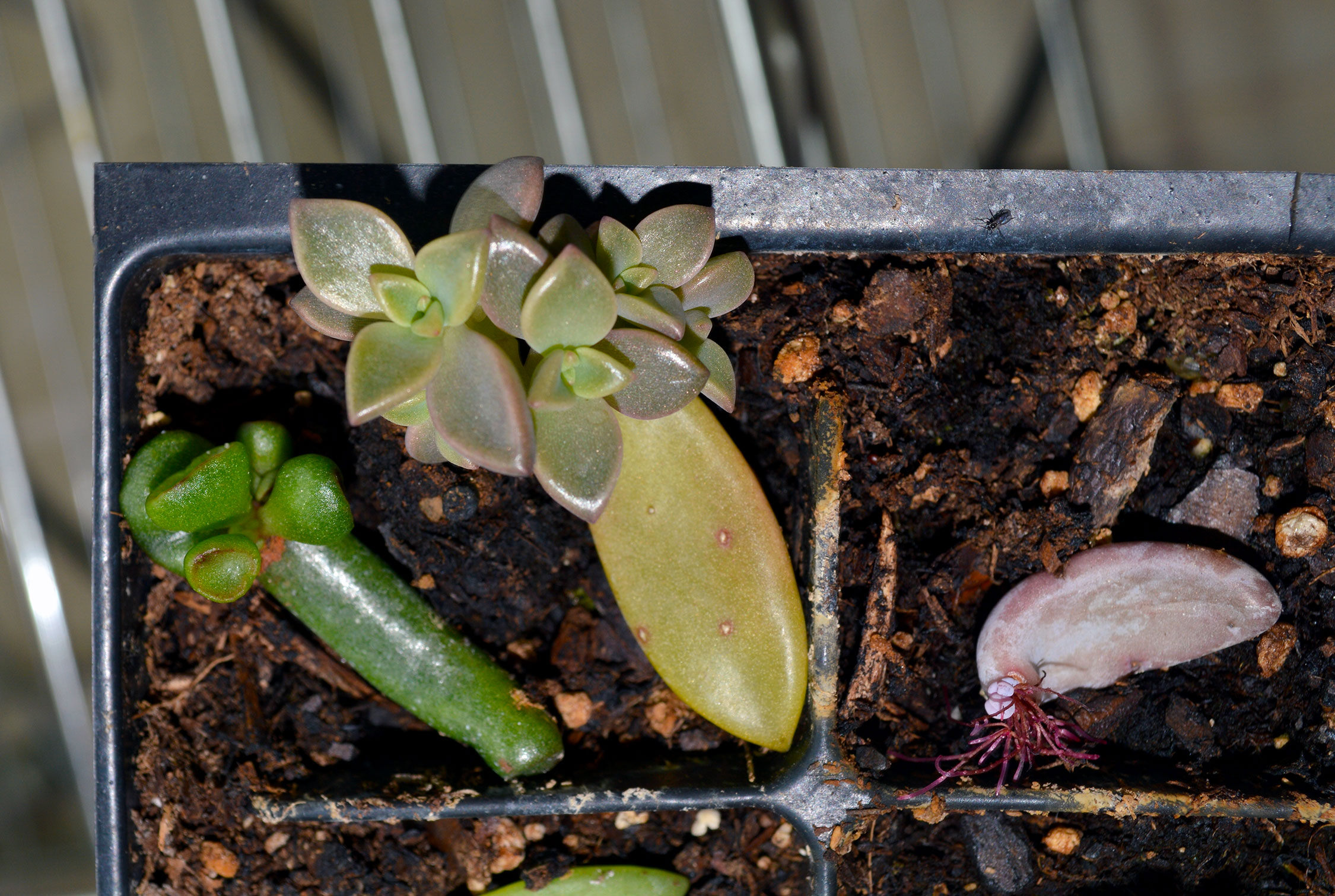 garden story succulents garden story succulents