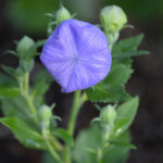 Balloon Flower in the Bud Stage