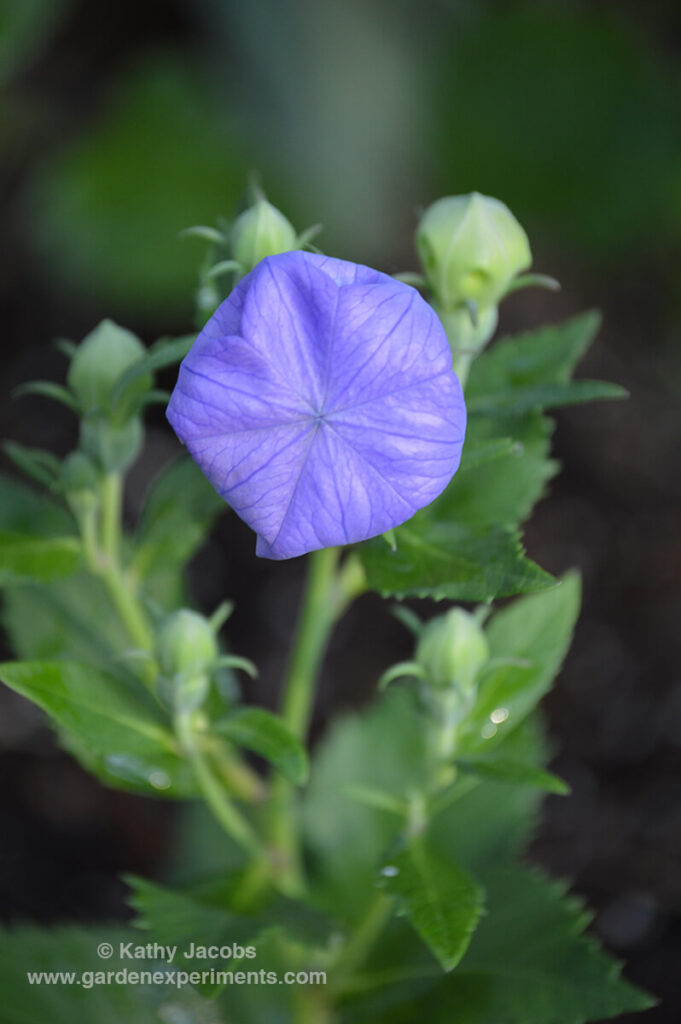 Balloon Flower in the Bud Stage