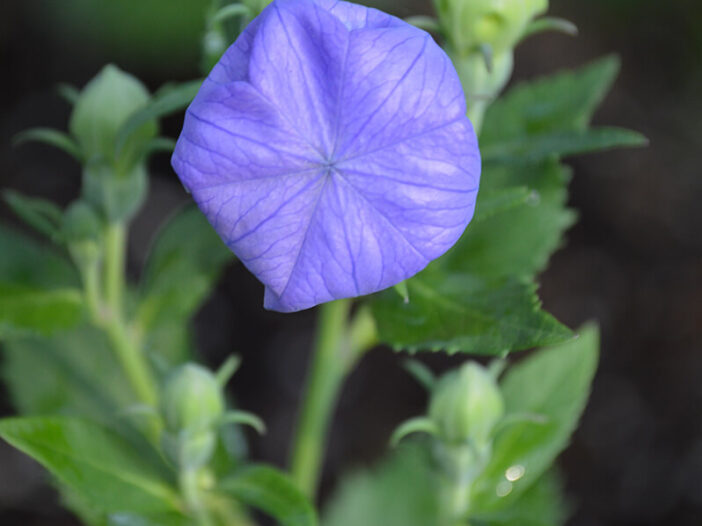 Balloon Flower in the Bud Stage