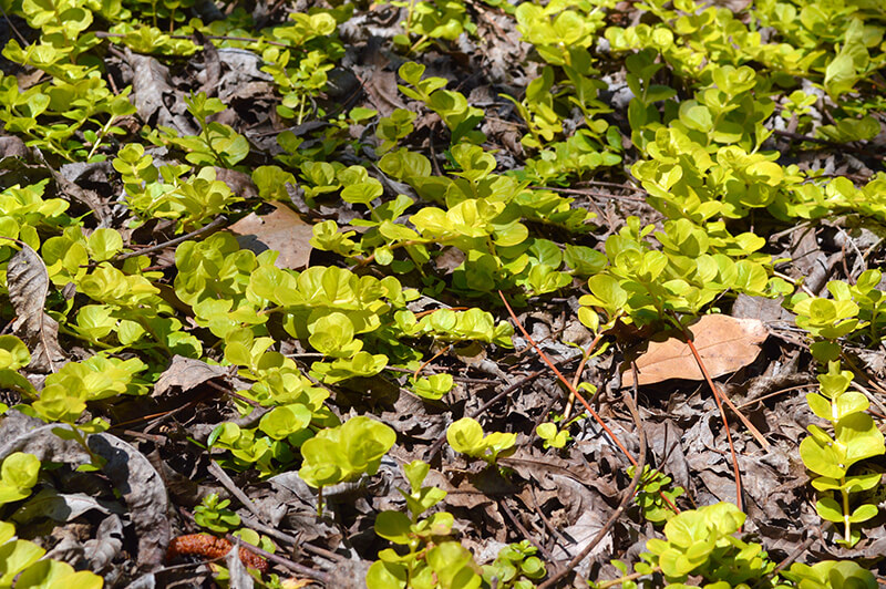 Golden creeping jenny (Lysimachia nummularia)