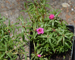 Moss Rose (Portulaca grandiflora)