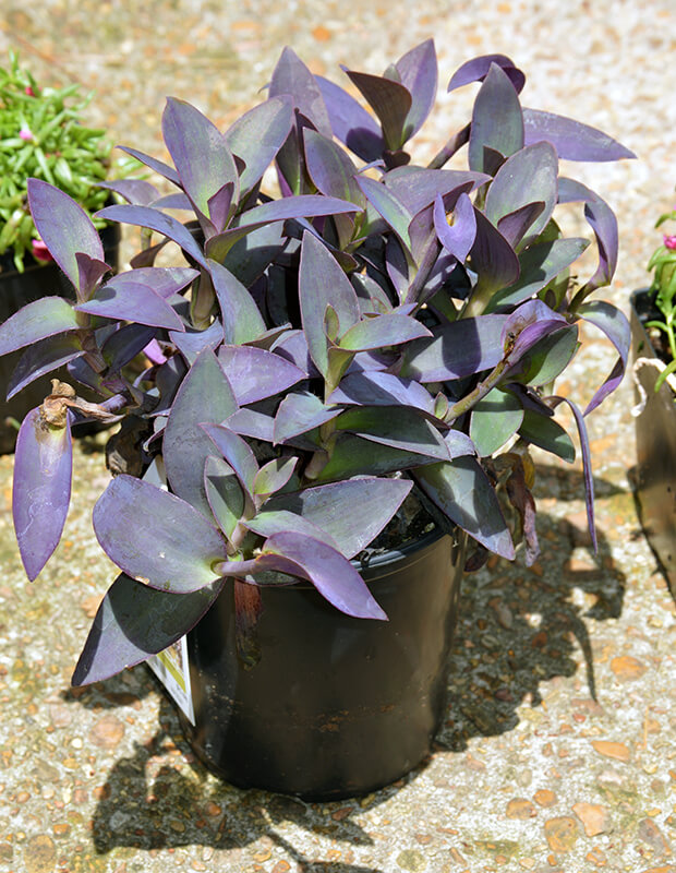 Purple Heart (Tradescantia pallida)
