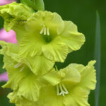 How to Keep Your Gladiolus Flowers From Falling Over