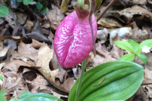 Pink Ladyslipper