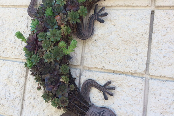 Gecko Succulent Wall Planter