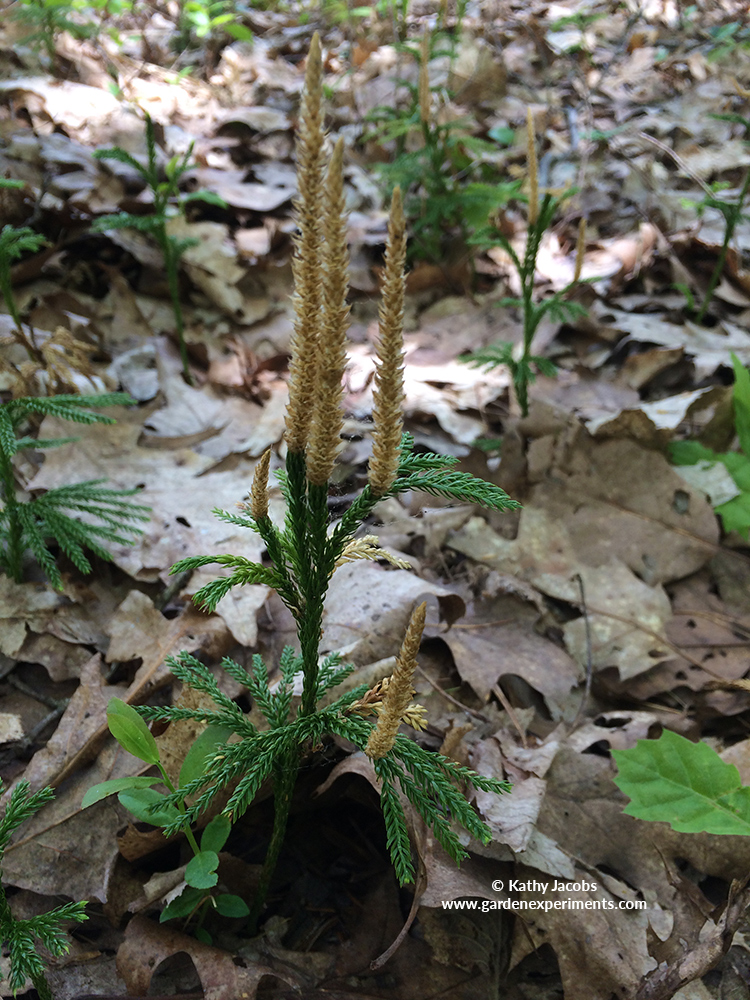 Tree Groundpipe (Lycopodium dendroidium)