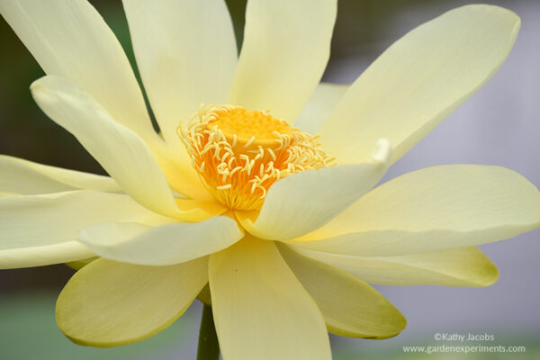 American lotus (Nelumbo lutea)