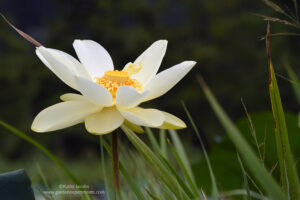 American lotus