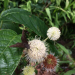 Common buttonbush flower with skipper butterfly