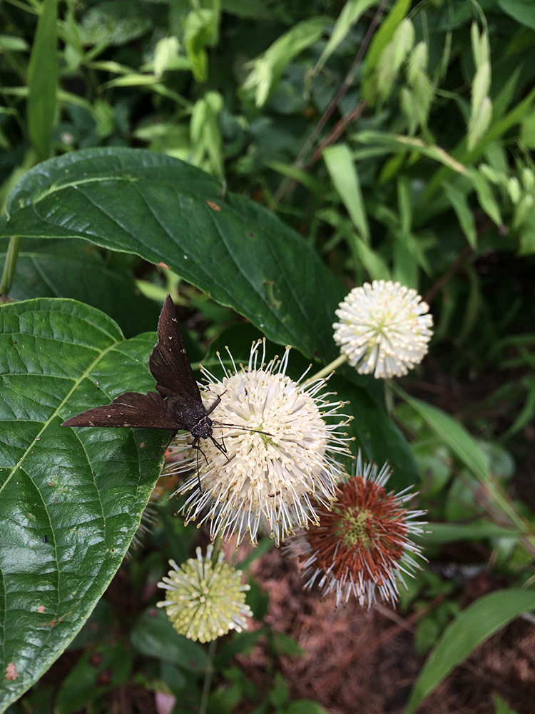 Common buttonbush flower with skipper butterfly