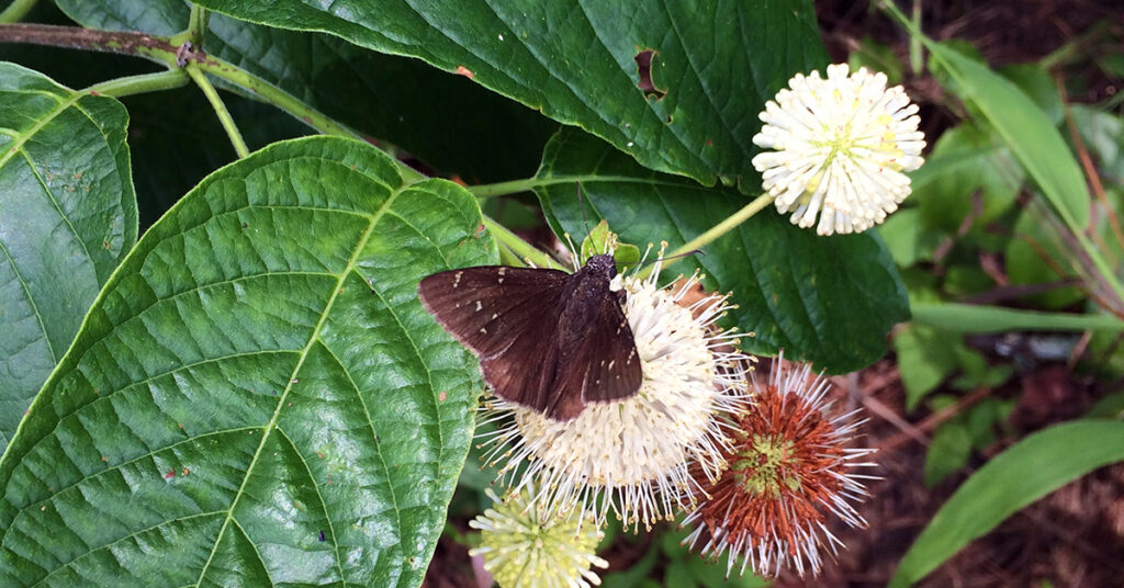 Buttonbush and skipper butterfly