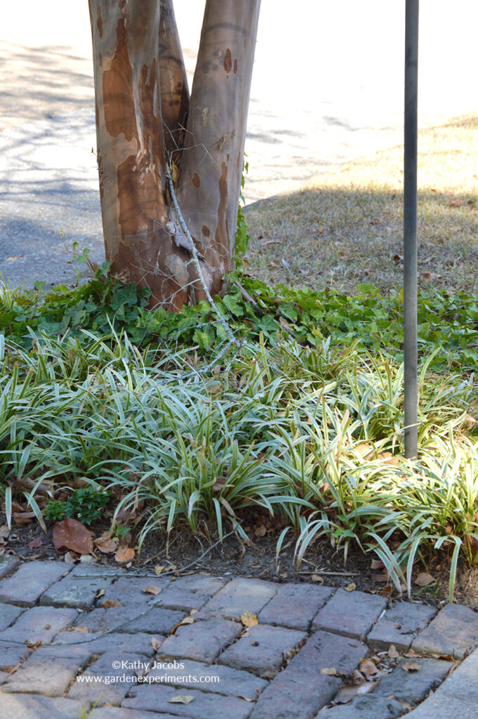 Combination of variegated liriope and English ivy. Be cautious with ivy as it can get invasive.