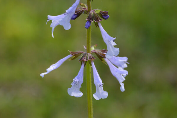 Lyreleaf sage (Salvia lyrata)