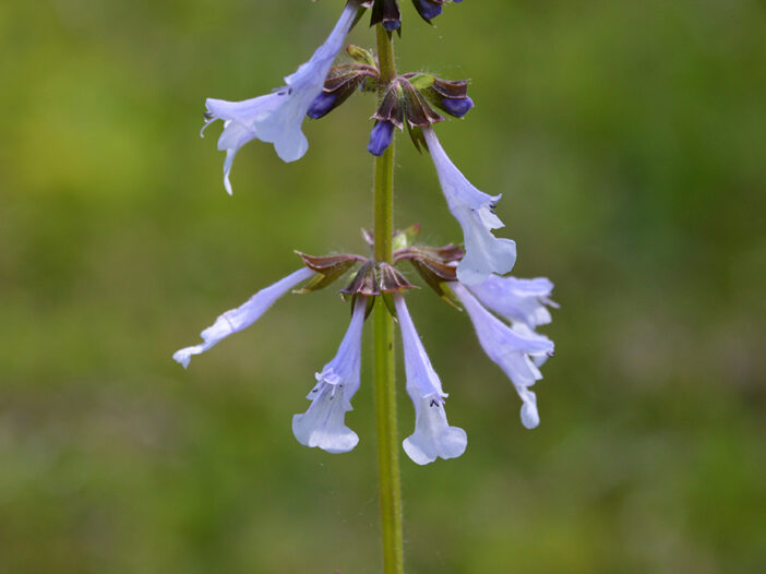 Lyreleaf sage (Salvia lyrata)