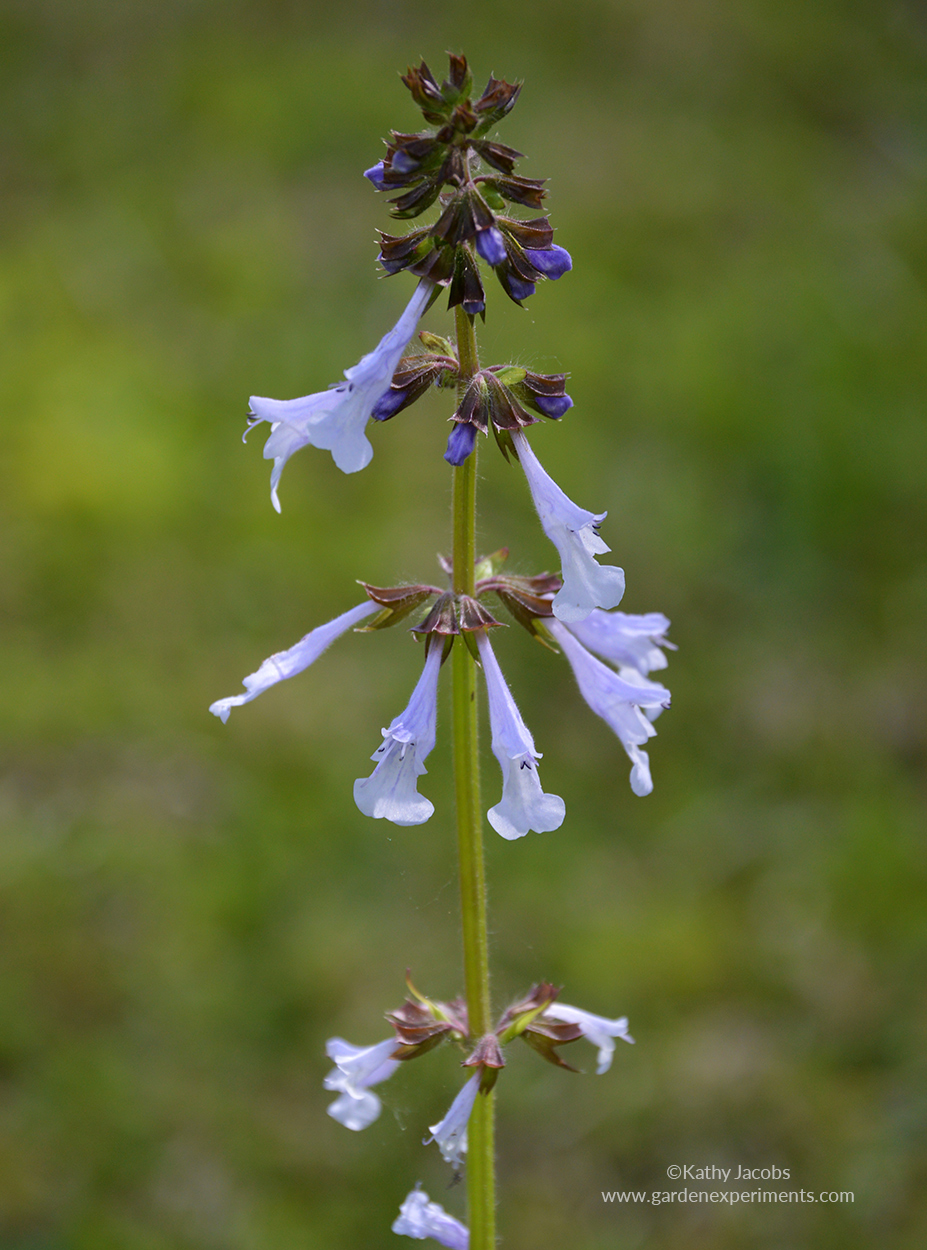 Lyreleaf Sage - Mississippi Wildflower