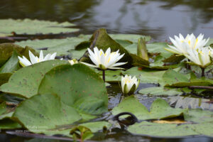 Fragrant water lily