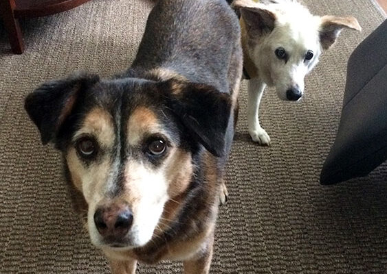 My dogs - Charlie and Belle