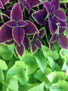Maroon coleus leaves with lime green sweet potato vine