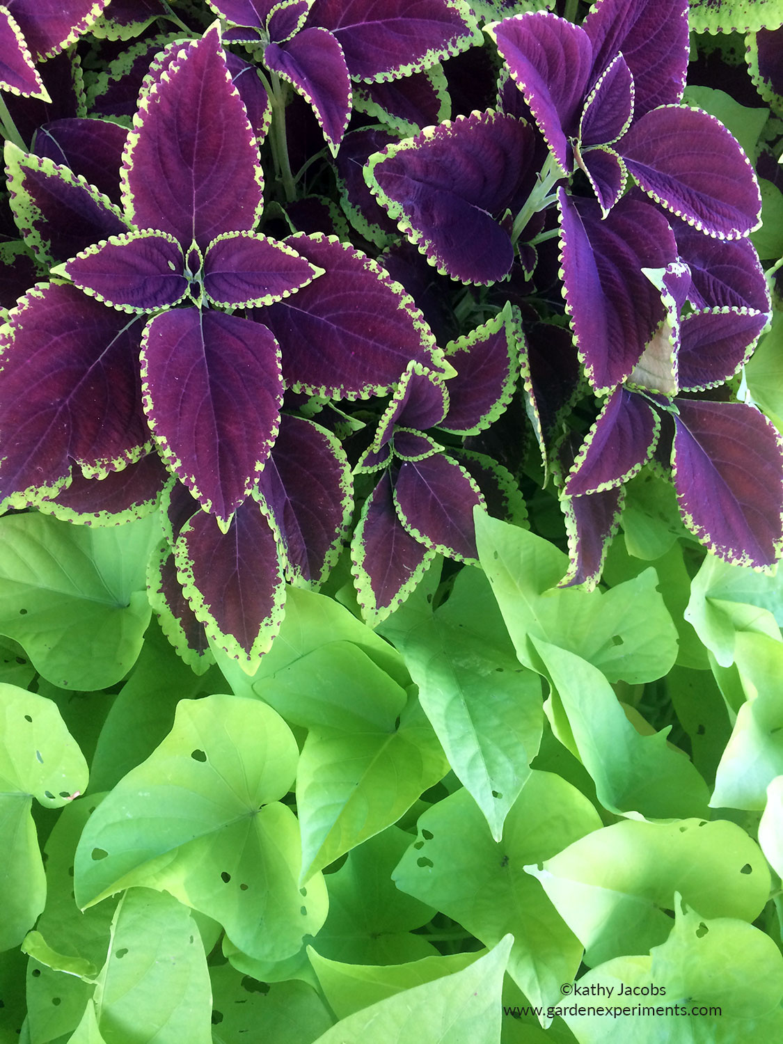 Image of Coleus companion plant for sweet potato vine