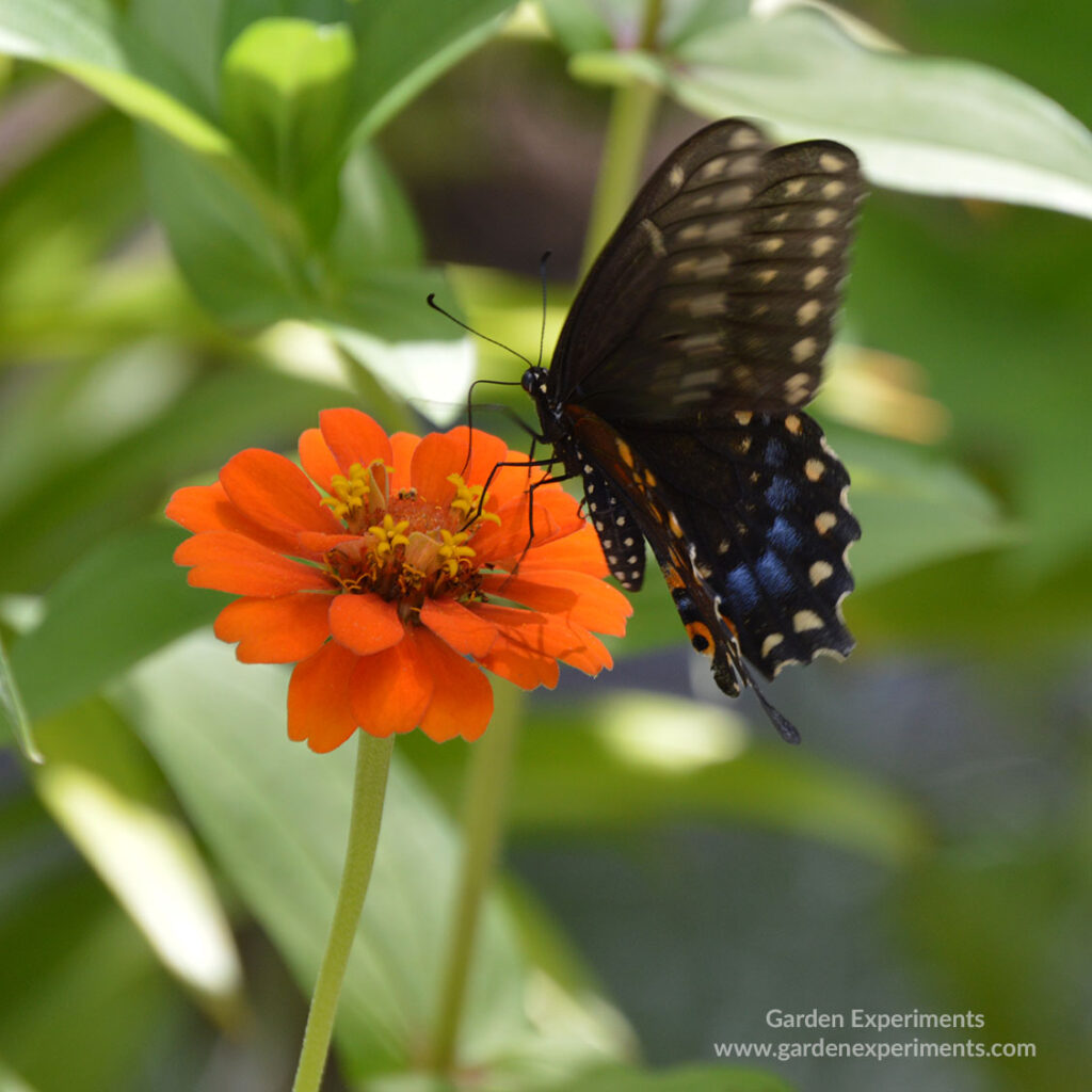 Female black swallowtail butterfly feeding on zinnia