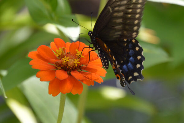 Female black swallowtail butterfly feeding on zinnia