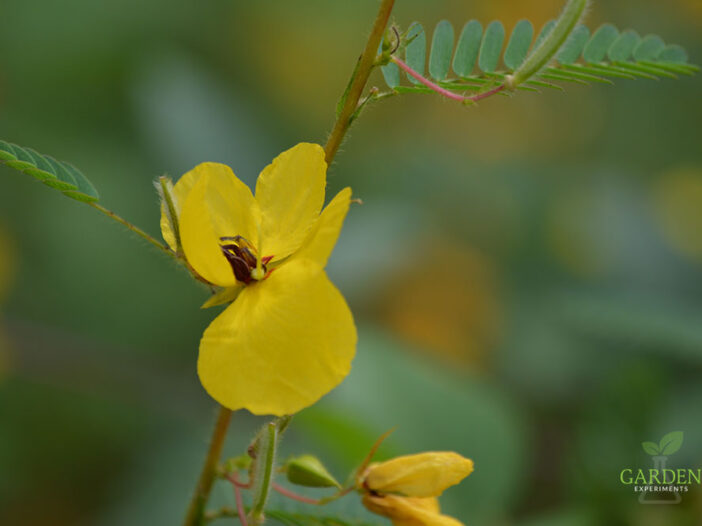 Partridge pea flower