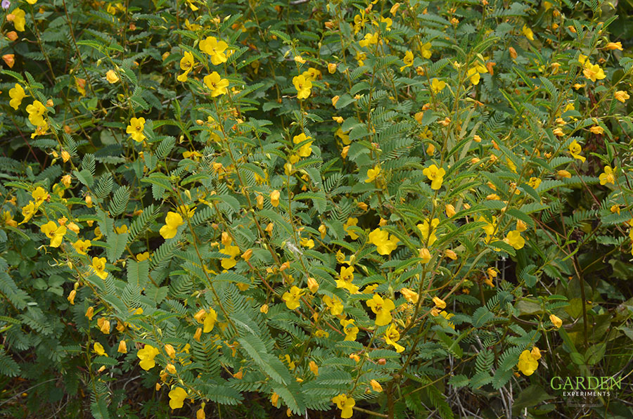 Partridge Pea, a fall-blooming native plant
