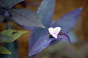 Purple heart with purple sweet potato vine