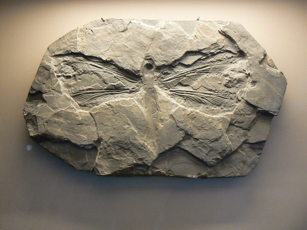 Meganeuradae fossil