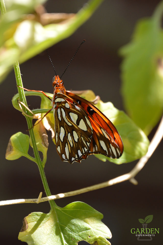 Gulf fritillary butterfly showing the silver spots on its wings
