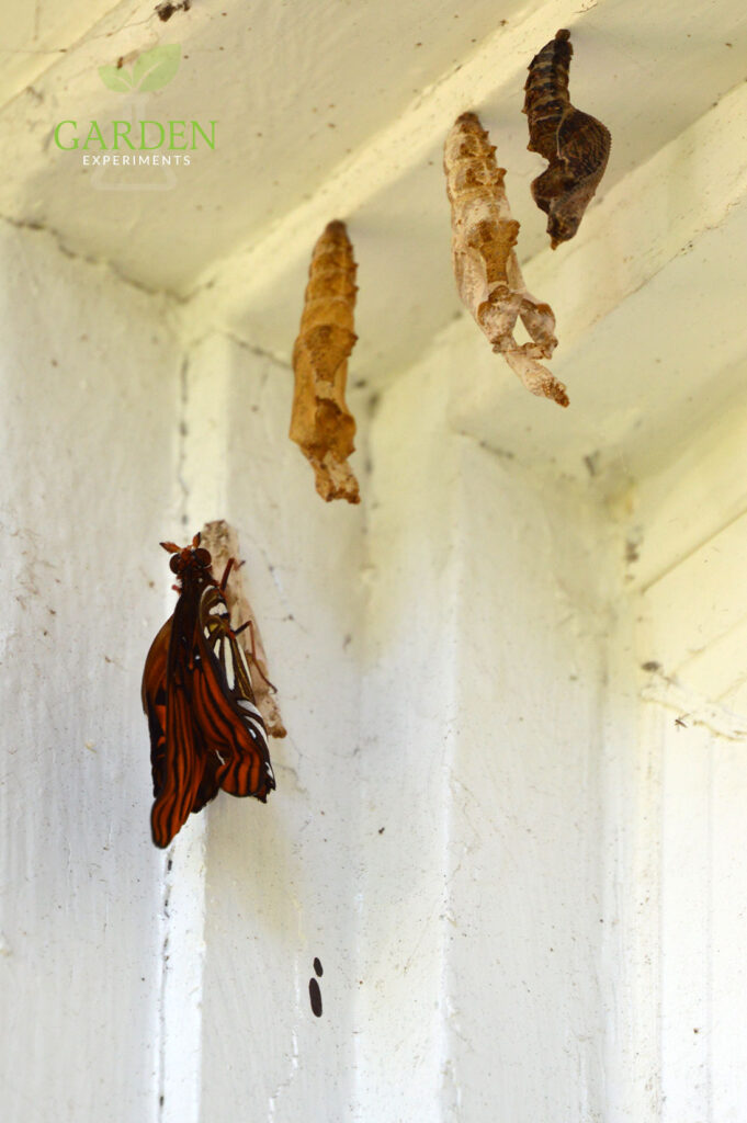 Gulf Fritillary emerging from cocoon