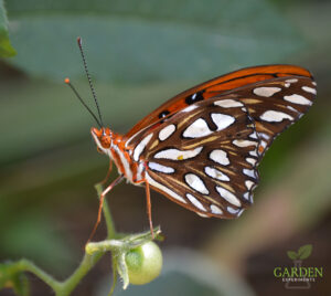 Recently emerged Gulf Fritillary butterfly