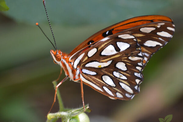 Recently emerged Gulf Fritillary butterfly