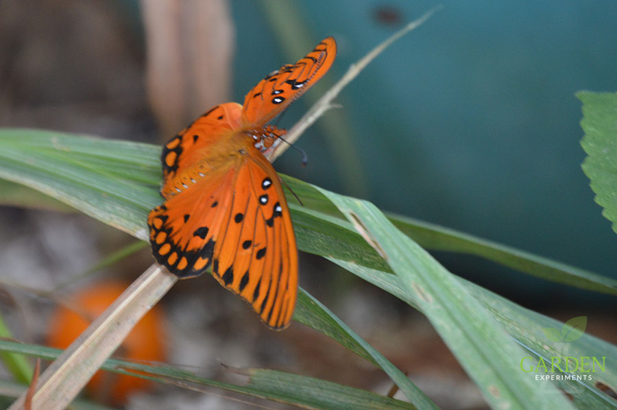 Gulf fritillary butterfly with orange wings open