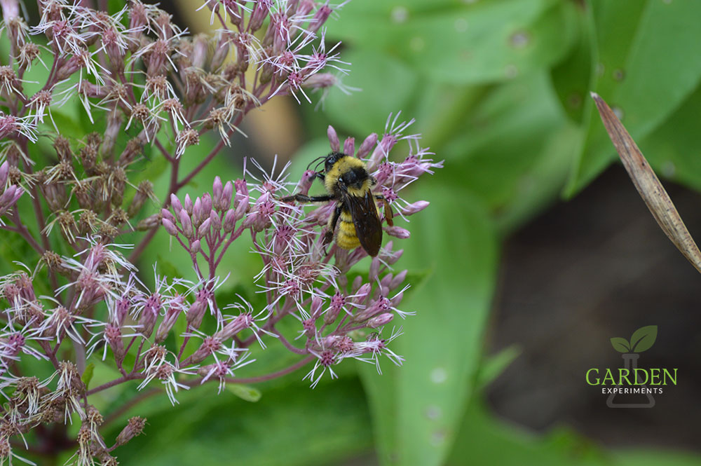 A bumble bee feeding on the pink/purple flowers of Joe Pye Weed