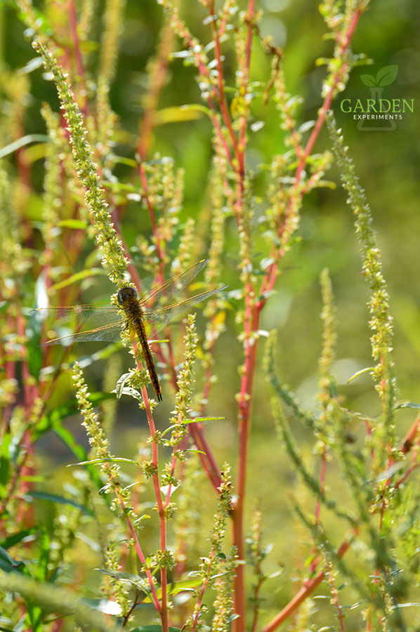 Dragonfly along the Mississippi River